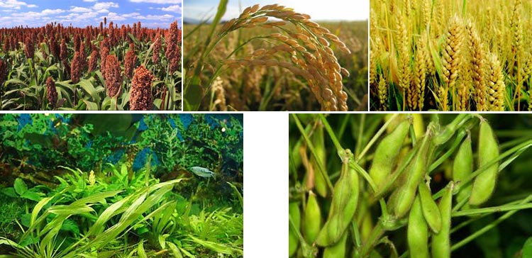 浙江鱼饲料草莓影视大全污采购注意事项
