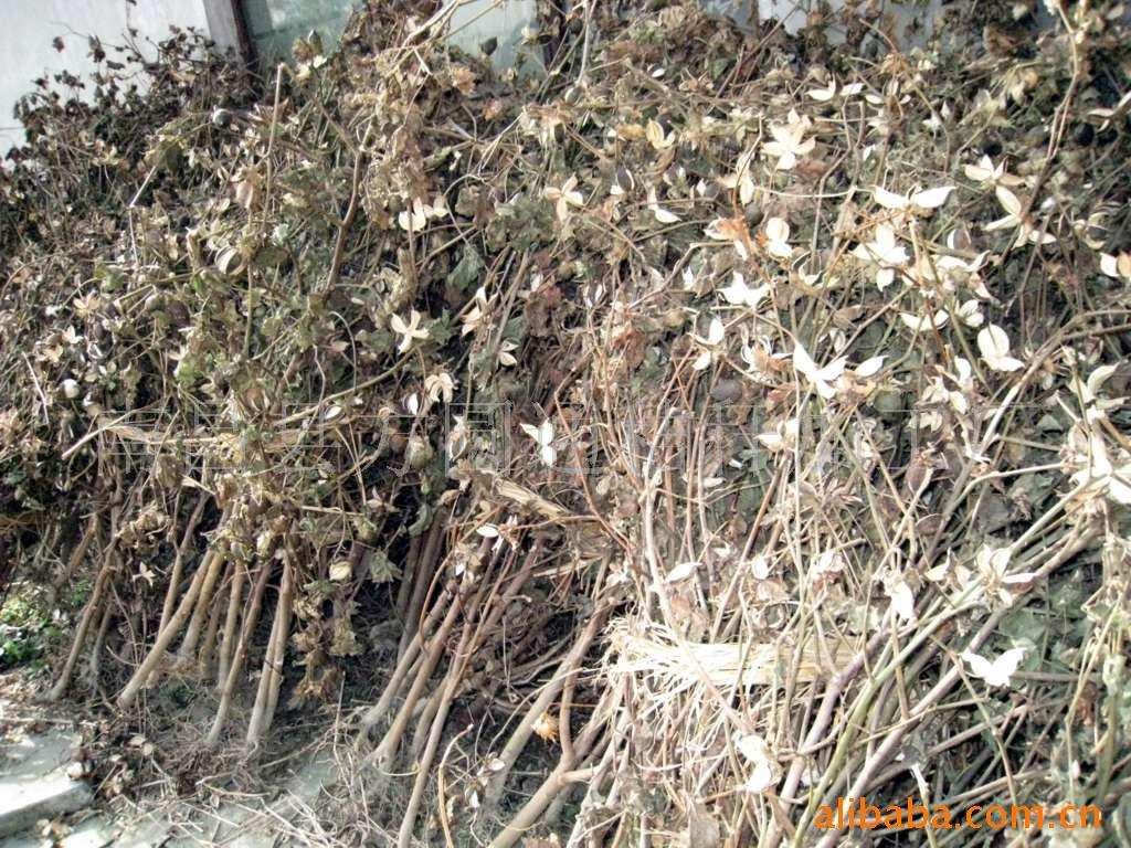 生物质草莓影视大全污械