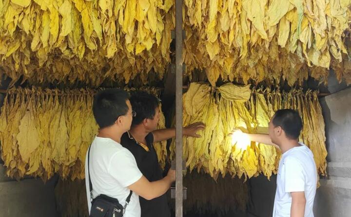 福泉：生物质颗粒智能化烘烤 助力烤烟产业提质增效