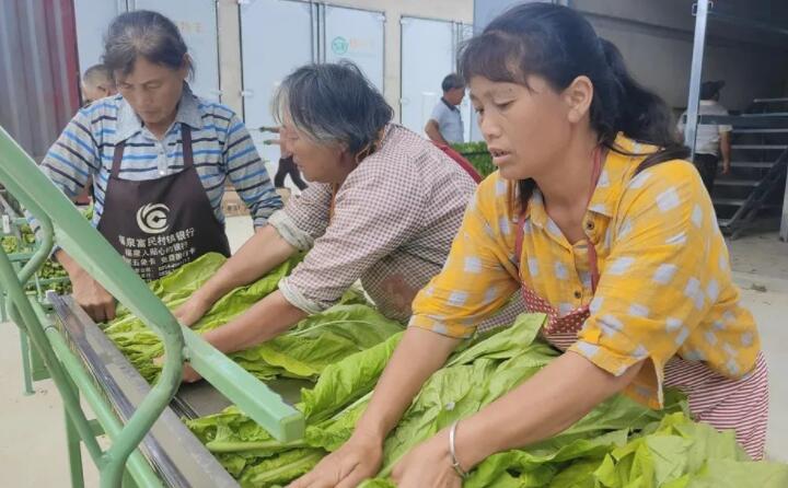 福泉：生物质颗粒智能化烘烤 助力烤烟产业提质增效