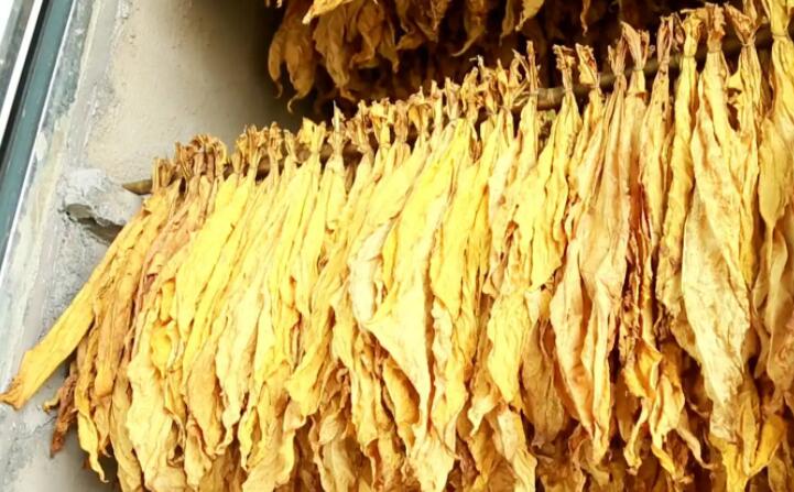 湖北秭归烟草：“低碳”助力绿色发展