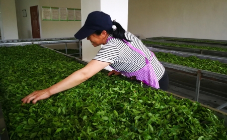 济宁茶企推广使用生物质燃料草莓影视大全污颗粒新燃料,经济效益和生态效益双赢
