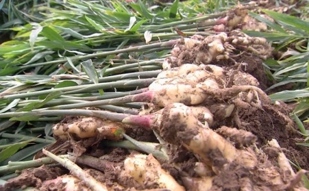 生物质草莓影视大全污破解山东潍坊姜秸秆处理难题  增加农民收入