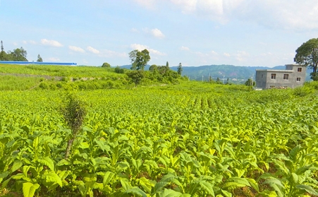 兴仁市鲁础营乡生物质燃料草莓影视大全污助力乡村振兴