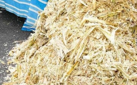 甘蔗渣想废物利用？可以考虑生物质草莓影视大全污！