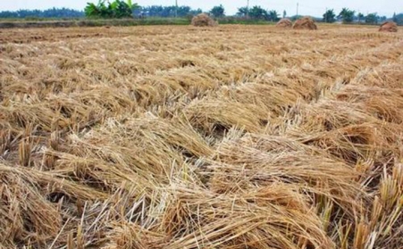 生物质草莓影视大全污不仅处理秸秆 还能处理树枝