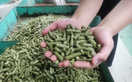河北生物质草莓影视大全污加工的颗粒为什么会变黑？